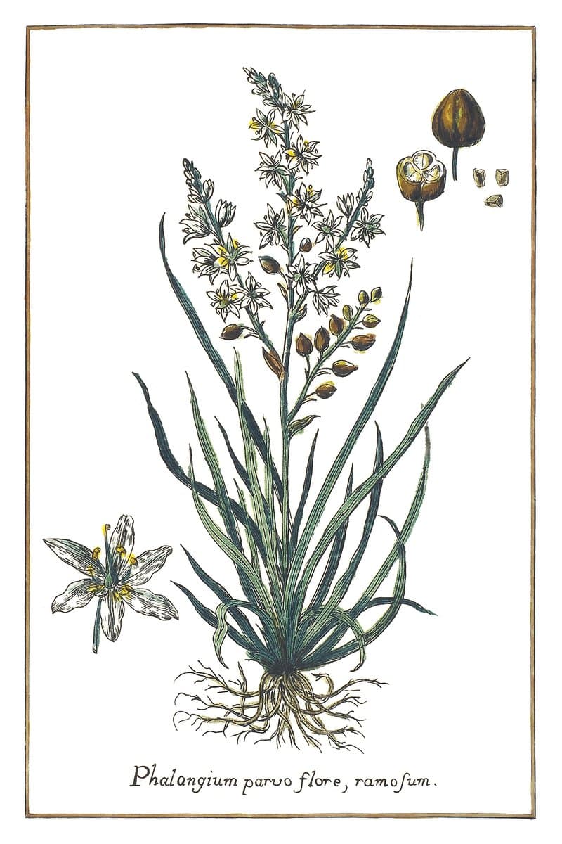 Spider Lily