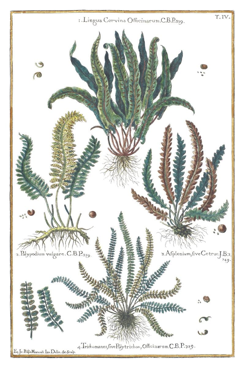 Paprocie (Lingua & Polypodium) — rycina botaniczna z Historia Botanica Practica, 1744