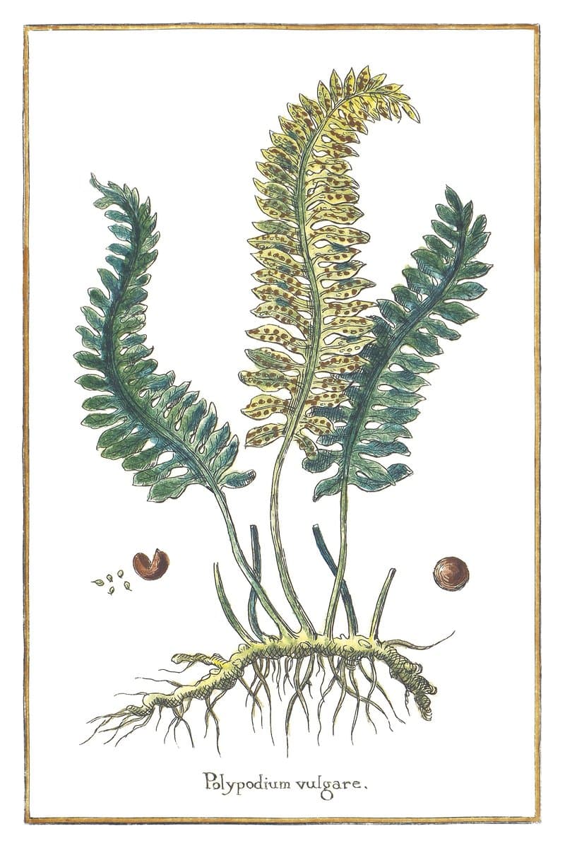 Common Polypody