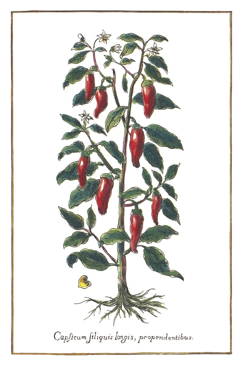 Papryka (Capsicum Siliguis Longis) — rycina botaniczna z Historia Botanica Practica, 1744