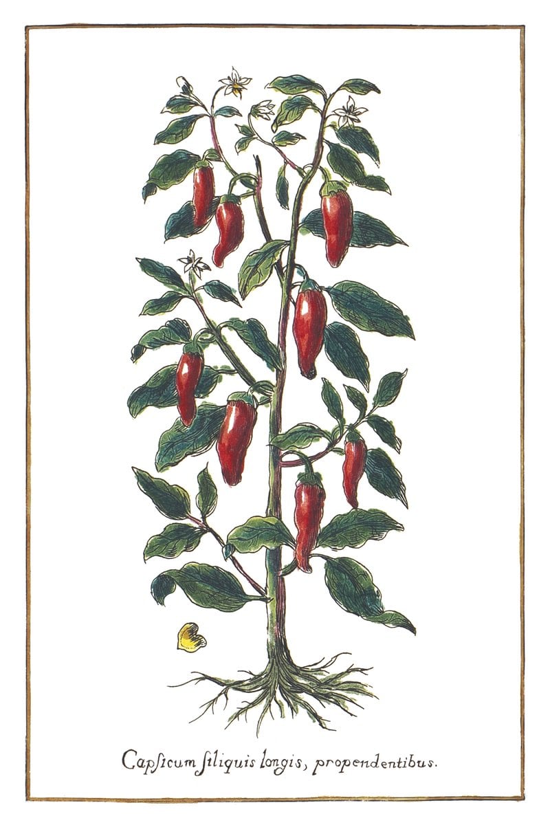 Paprika