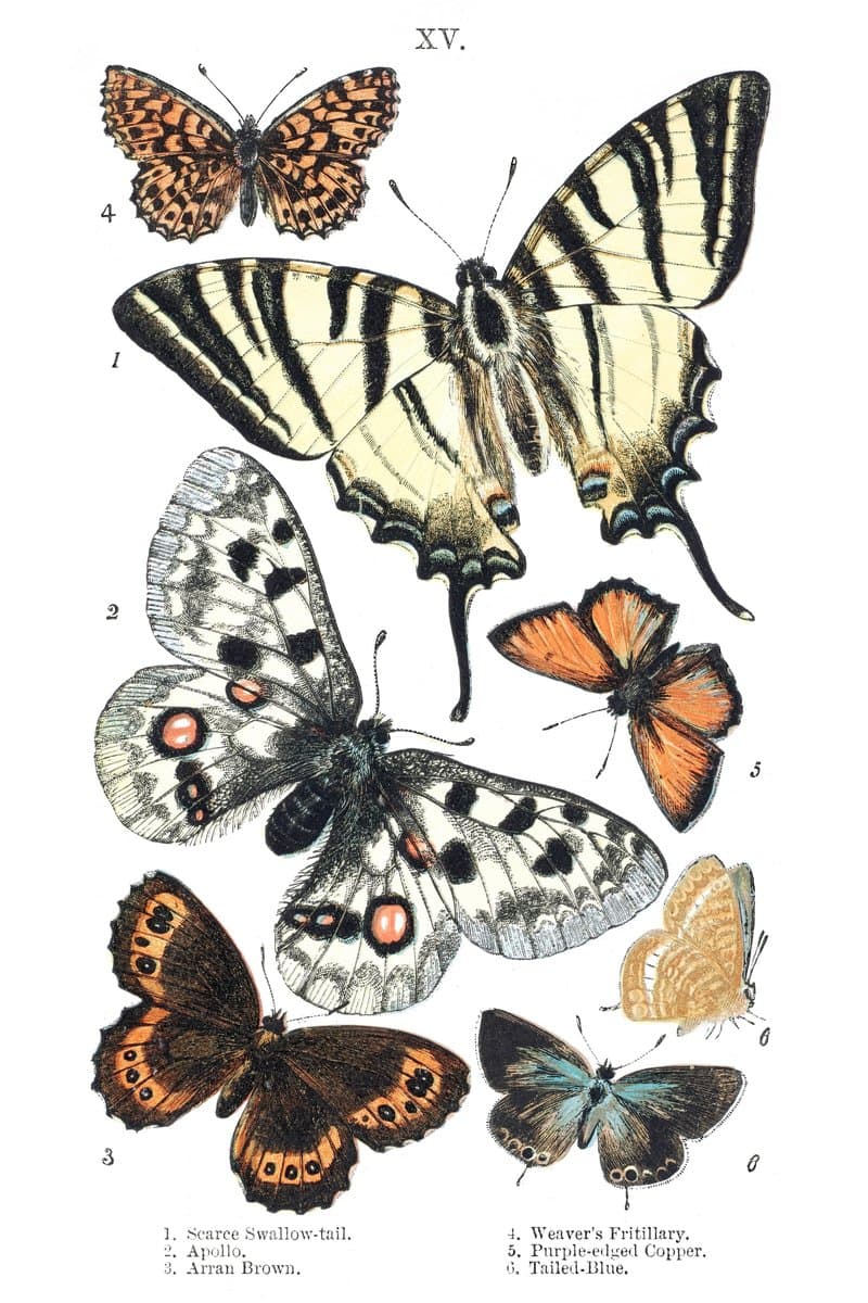 Swallowtail and Apollo