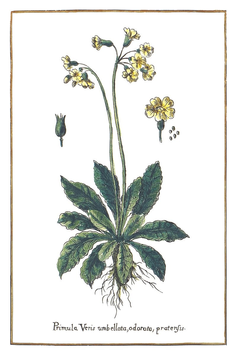 Arznei-Schlüsselblume