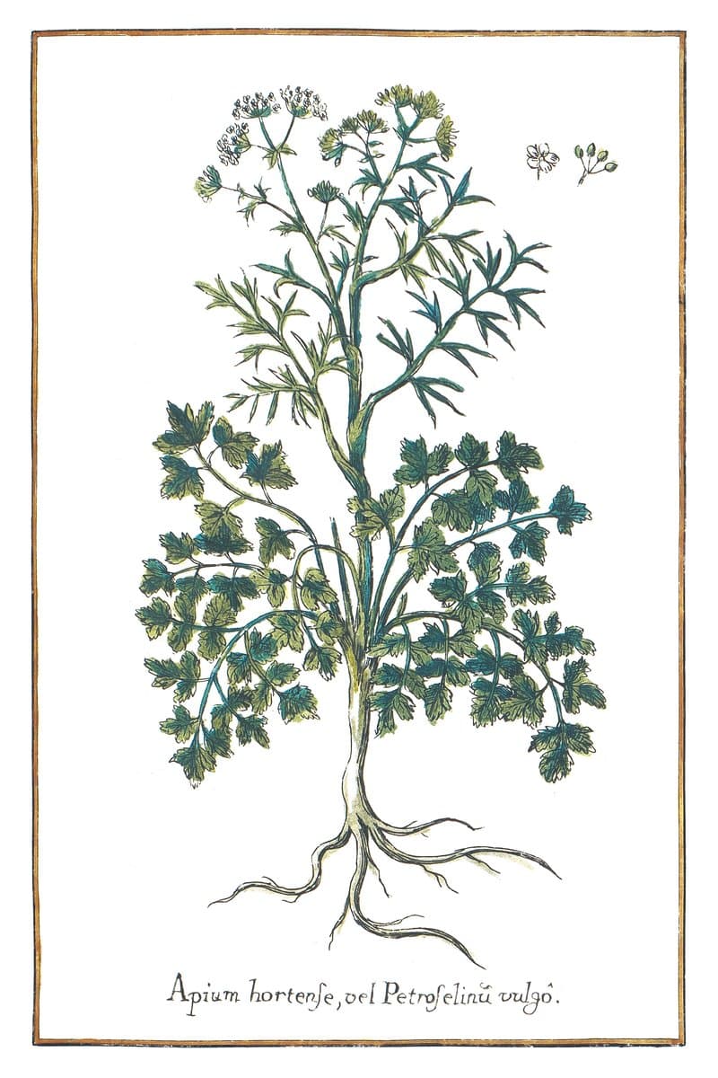 Parsley