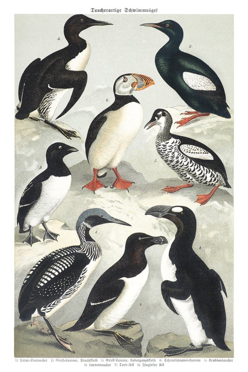 Penguin and Puffin