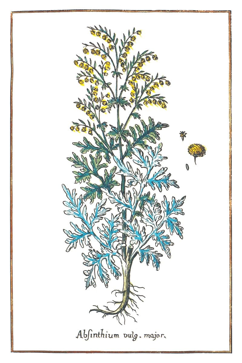 Wormwood
