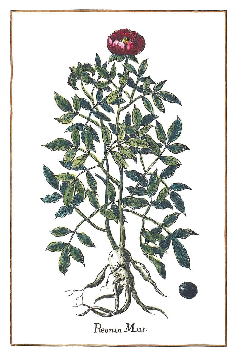 Півонія (Poeonia Mas) — rycina botaniczna z Historia Botanica Practica, 1744