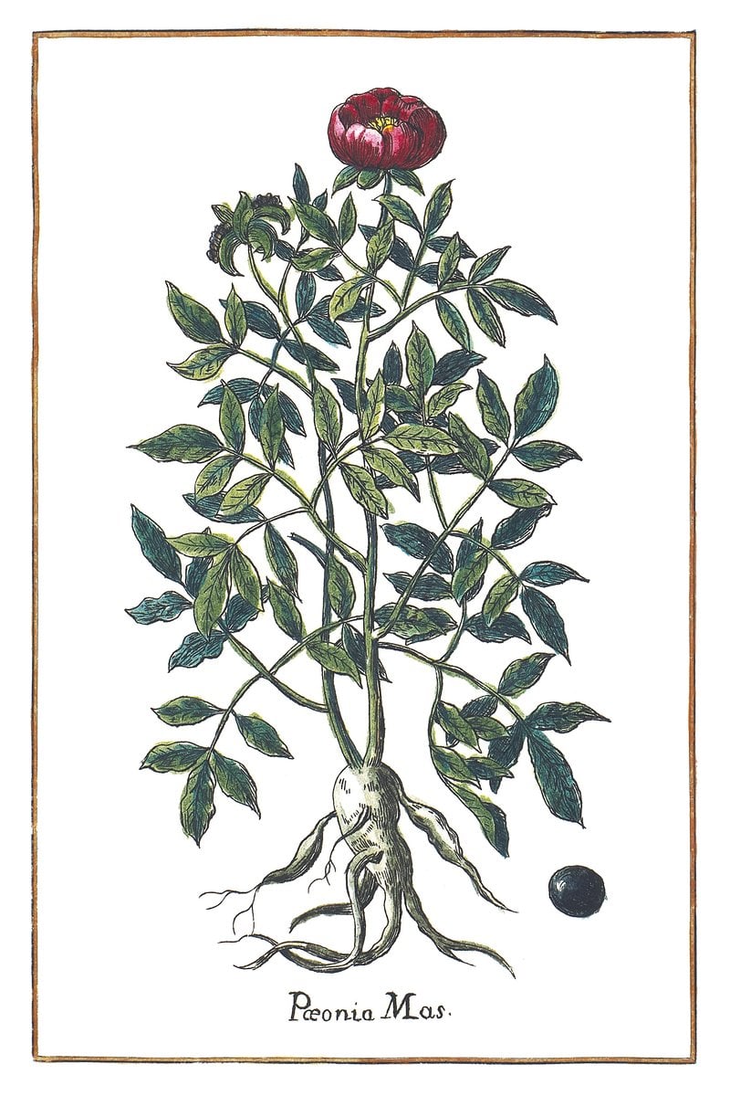 Pfingstrose