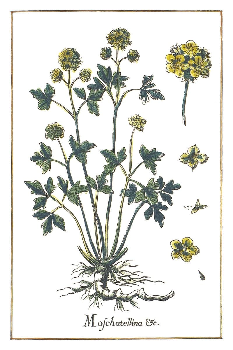 Piżmaczek (Moschatellina Foliis Fumariae Bulbofae) — rycina botaniczna z Historia Botanica Practica, 1744