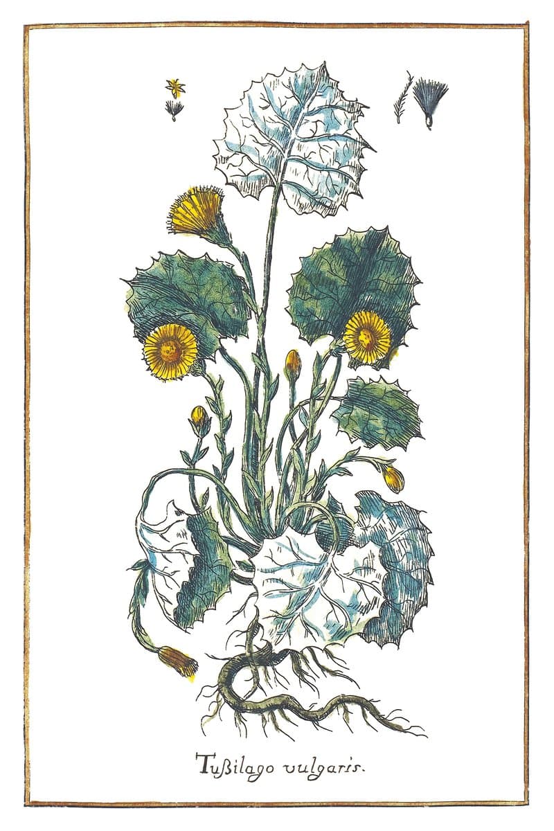 Coltsfoot