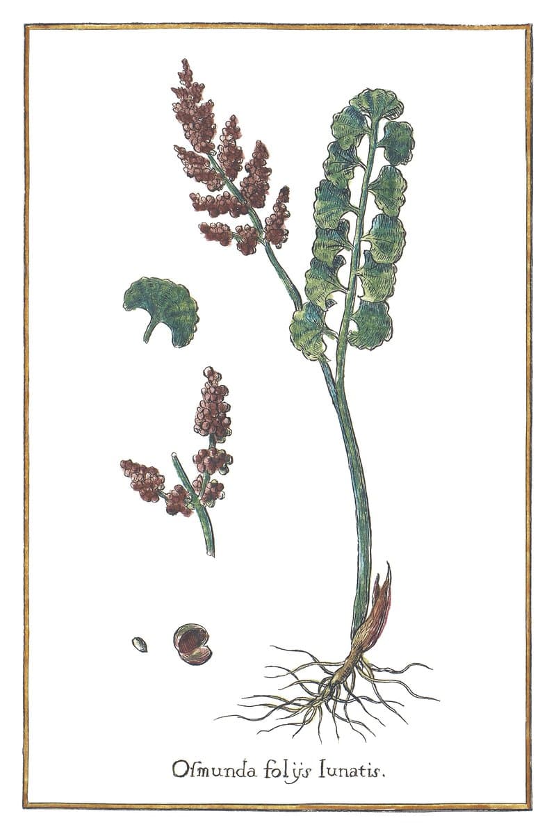 Moonwort Fern