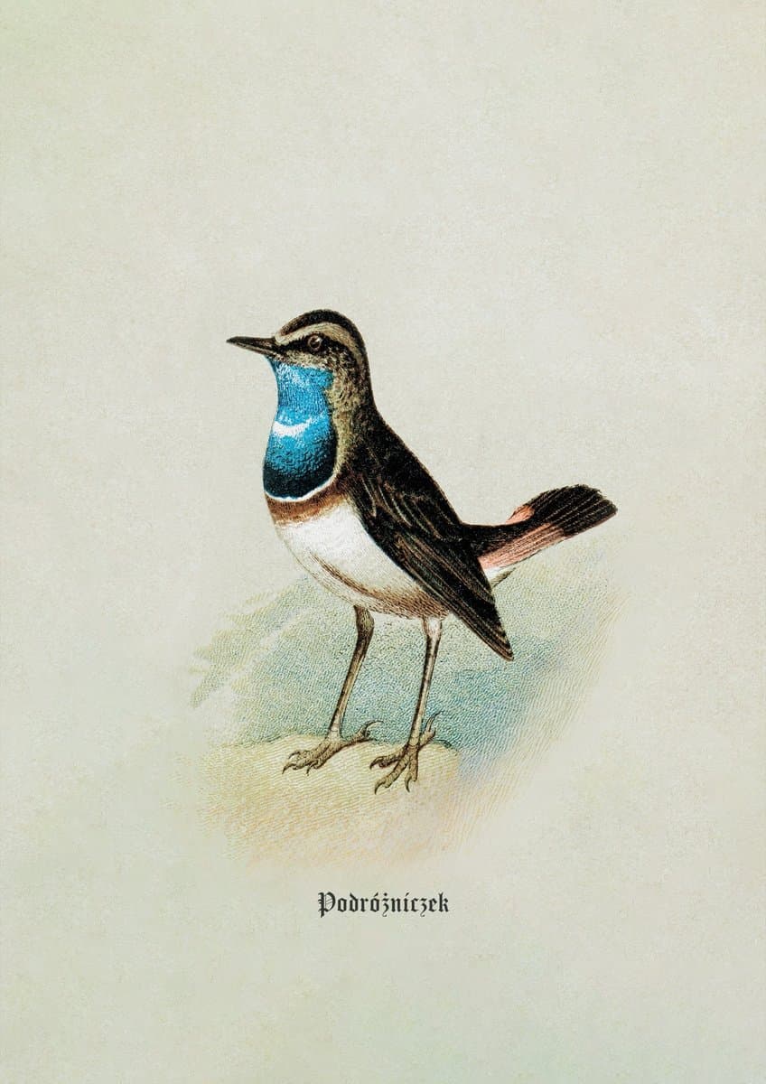 Bluethroat