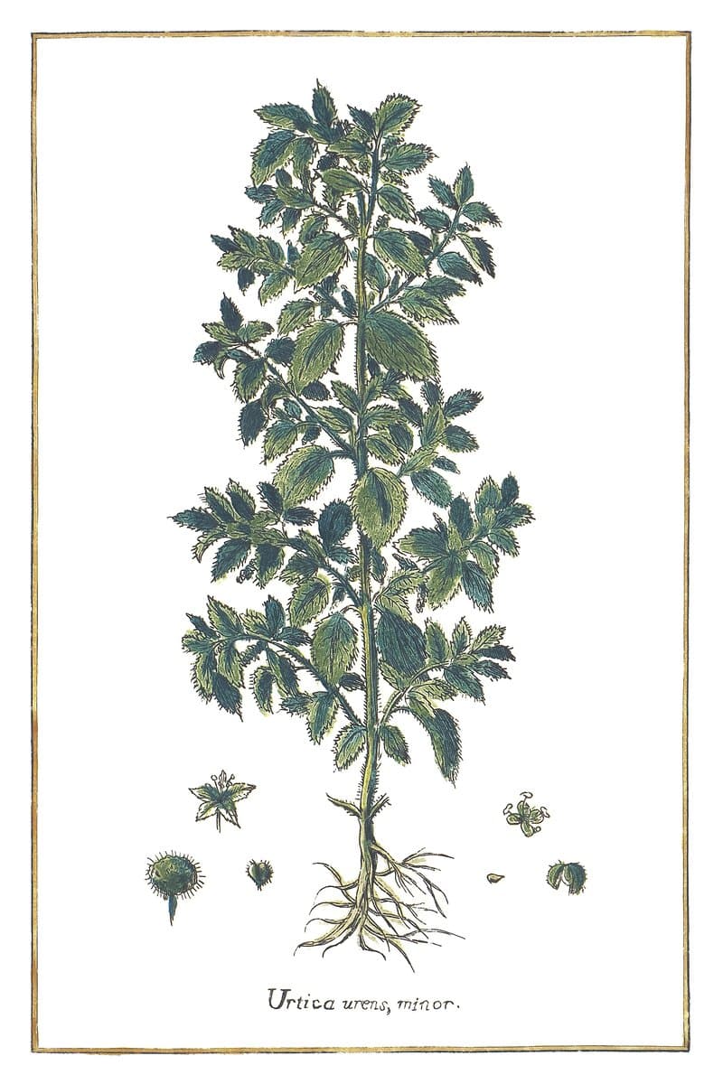 Stinging Nettle