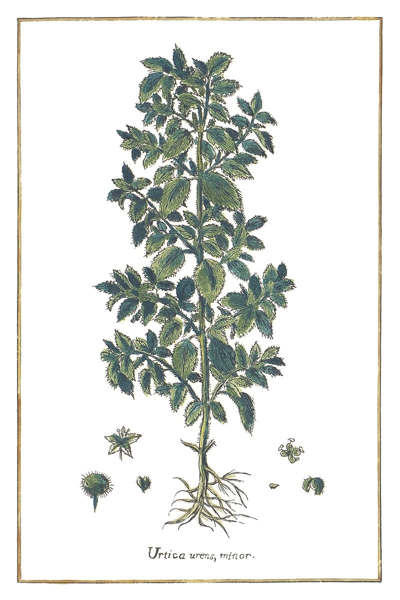 Brennnessel (Urtica urens)