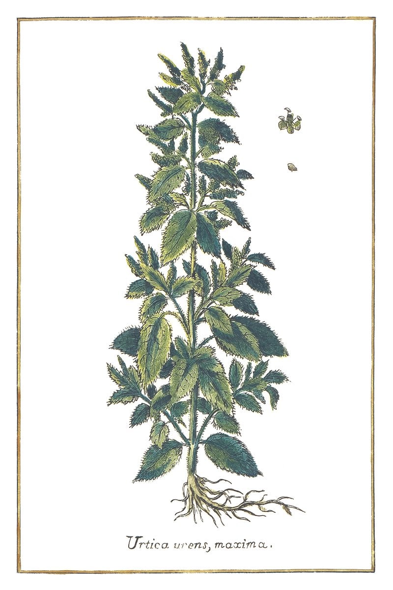 Gewöhnliche Brennnessel
