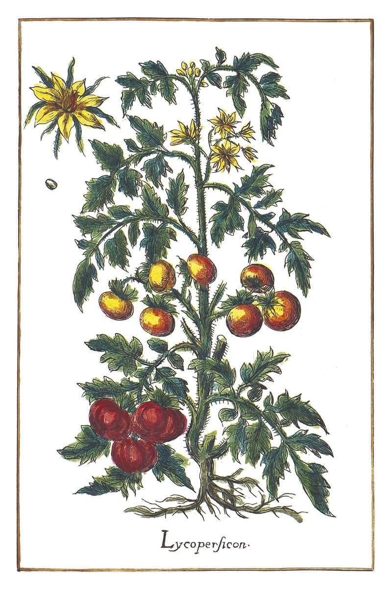 Tomato