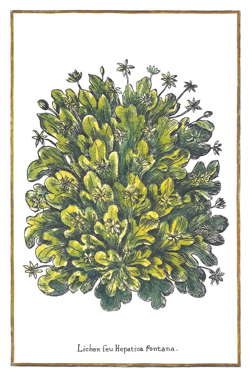 Polymorphic Liverwort