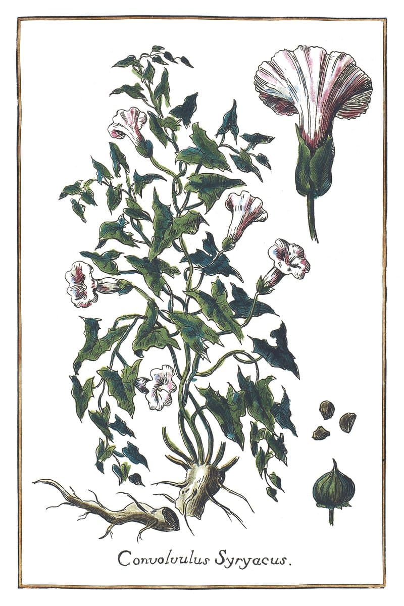 Winde (Convolvulus Syryacus) — rycina botaniczna z Historia Botanica Practica, 1744