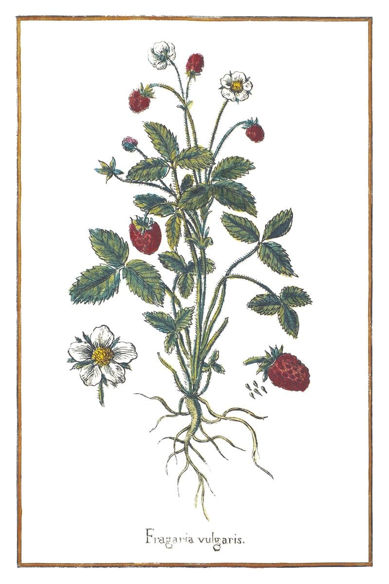 Wild Strawberry