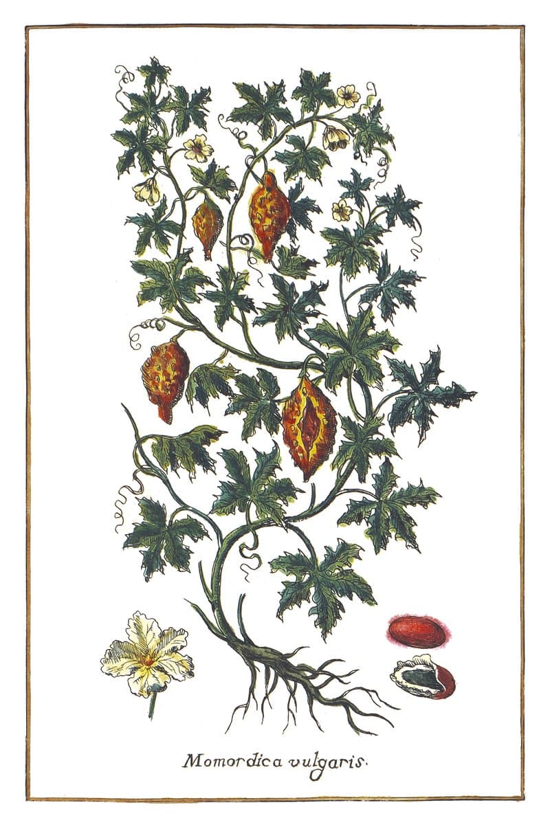 Przepękla