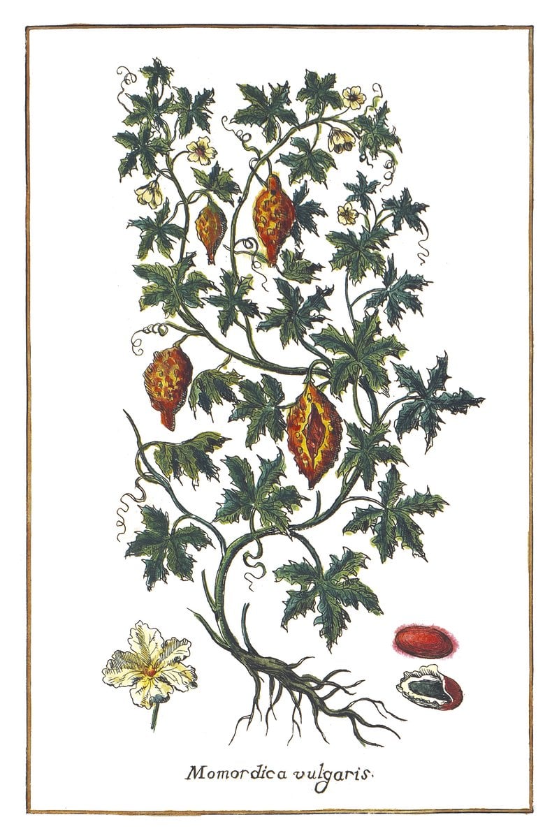 Przepękla