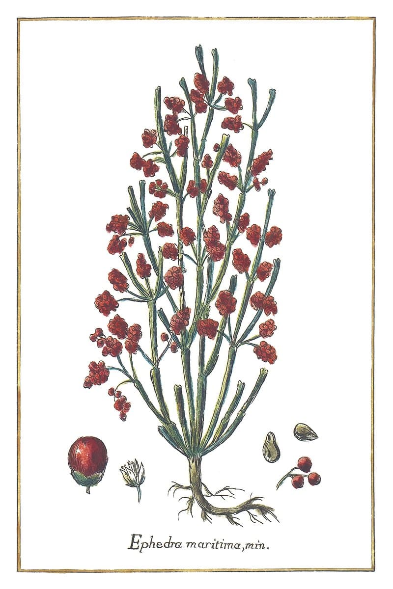 Sea Ephedra