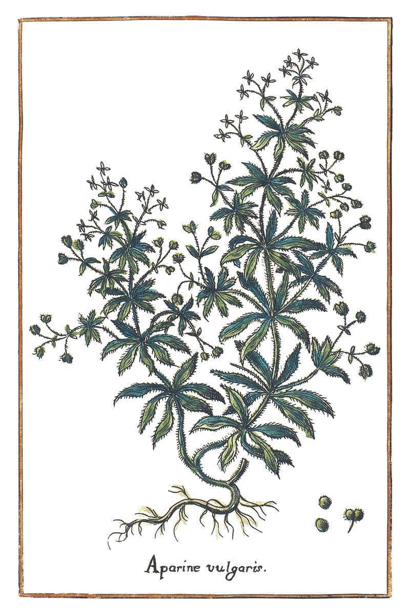 Cleavers