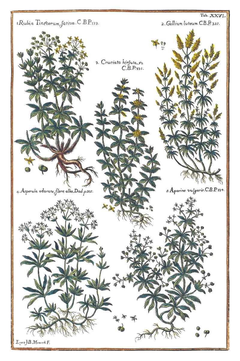 Bedstraw and Madder