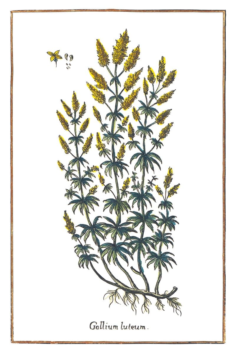 Common Cleavers