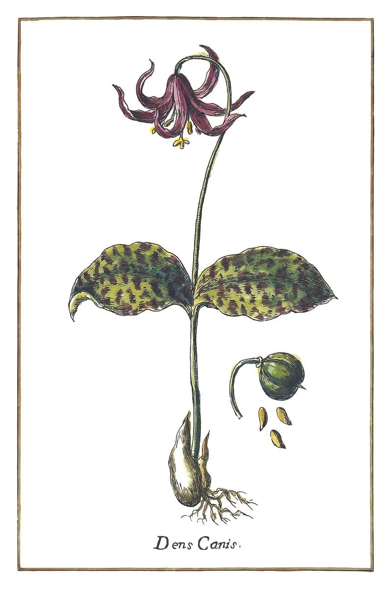 Psiząb (Dens Canis) — rycina botaniczna z Historia Botanica Practica, 1744