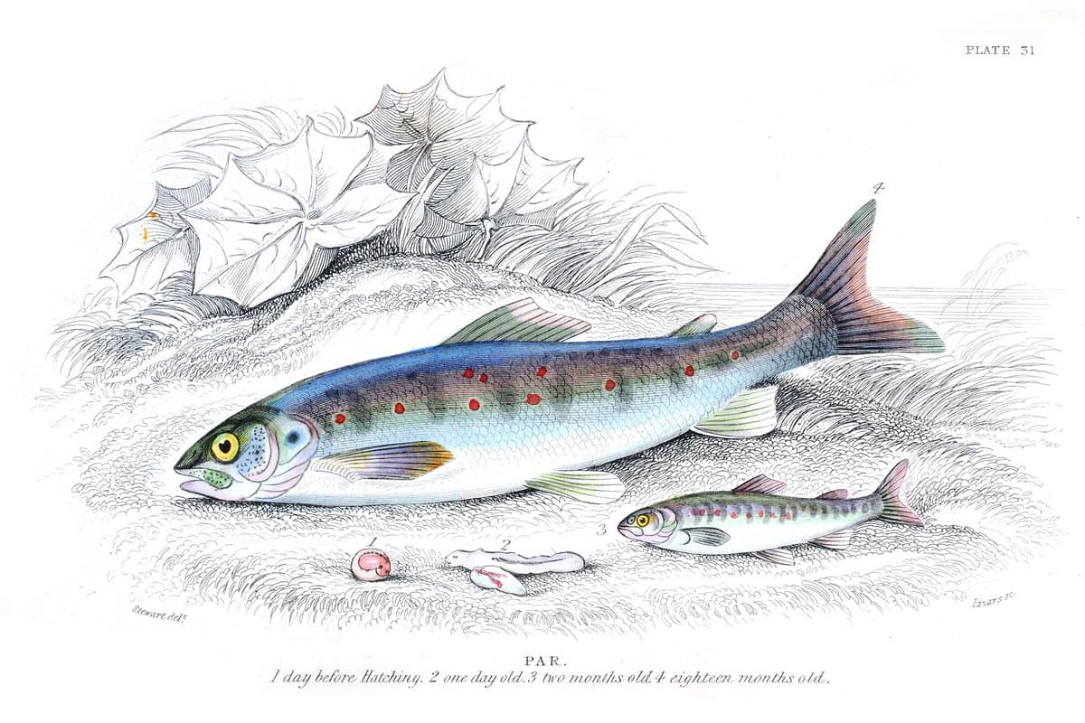 Trout