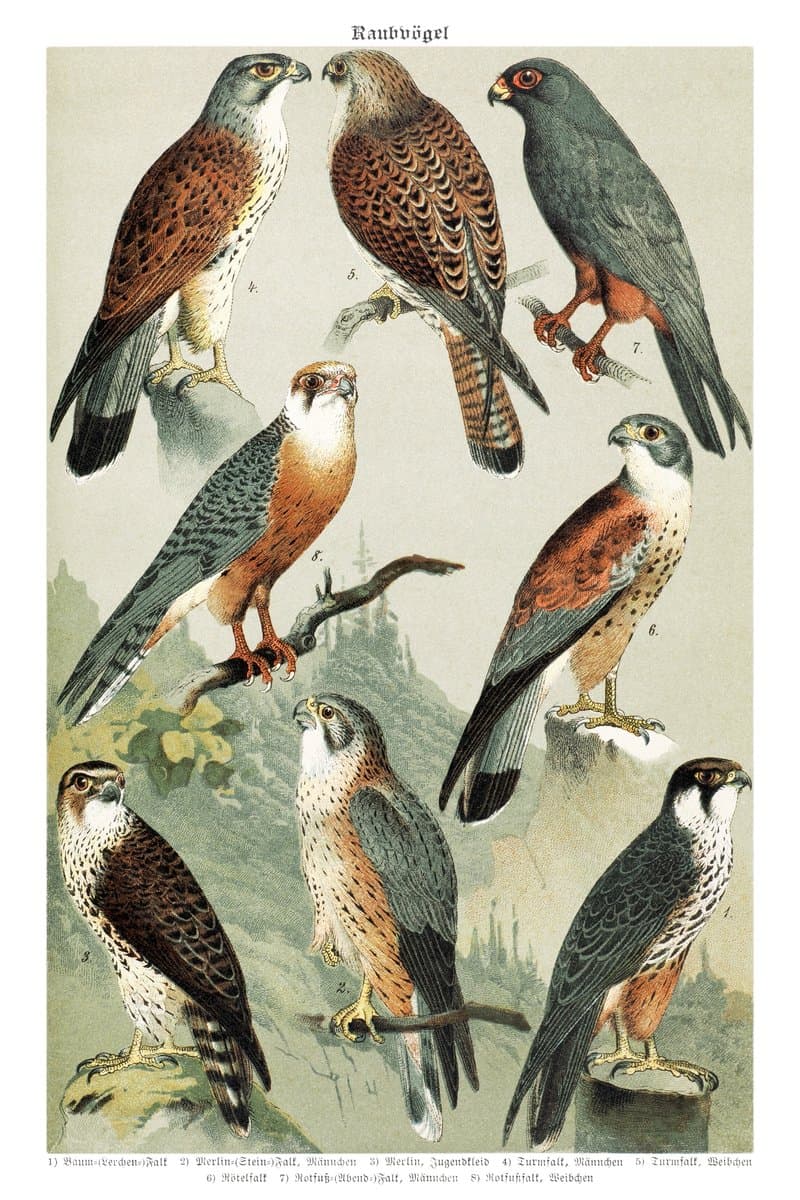 Kestrel and Hobby