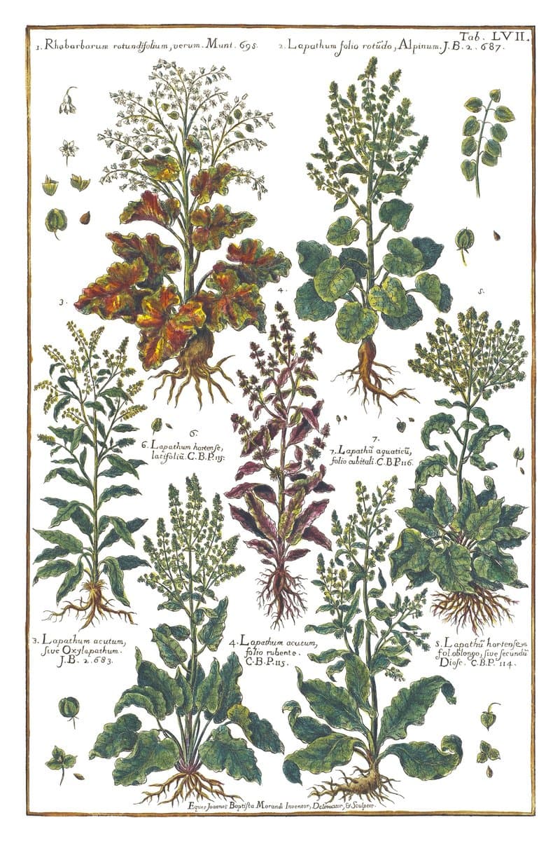 Rhubarb and Sorrel