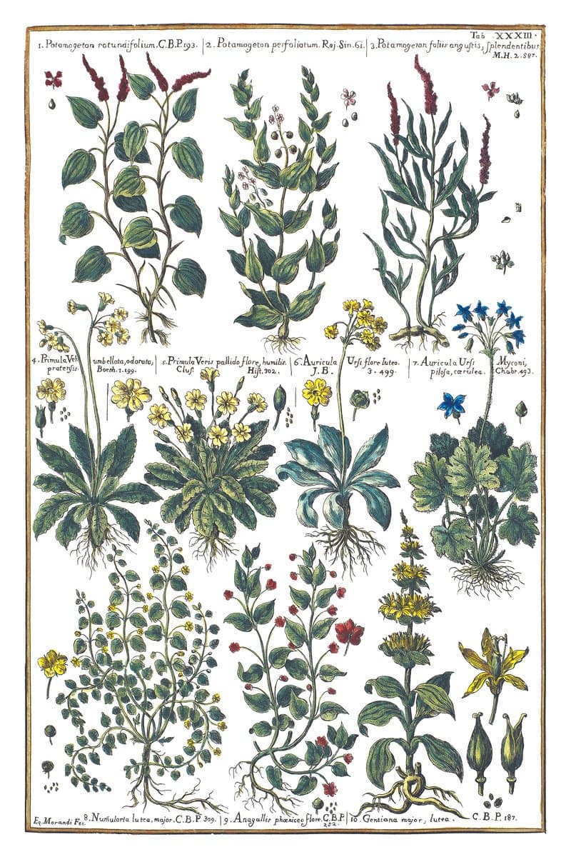 Pondweed and Primrose