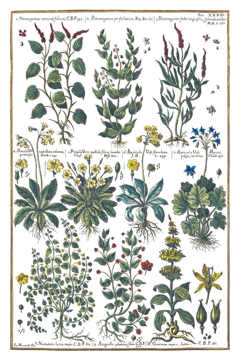Wasserpest und Schlüsselblume