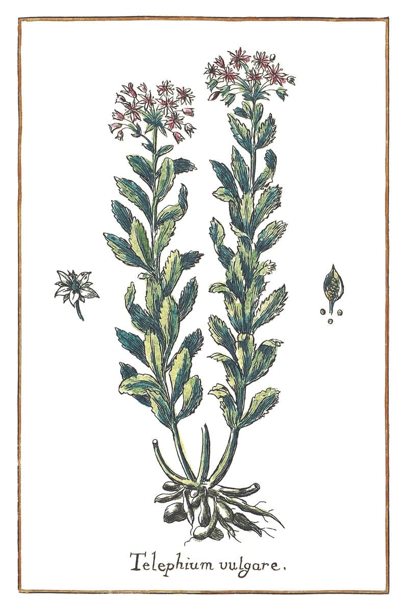 Carpathian Stonecrop