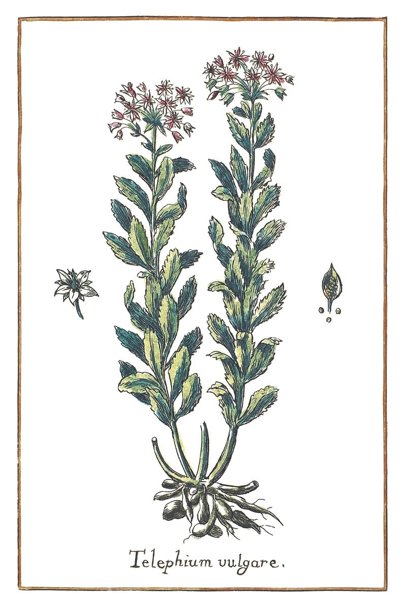 Karpatenscharte