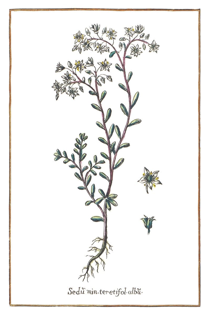 Yellow Stonecrop