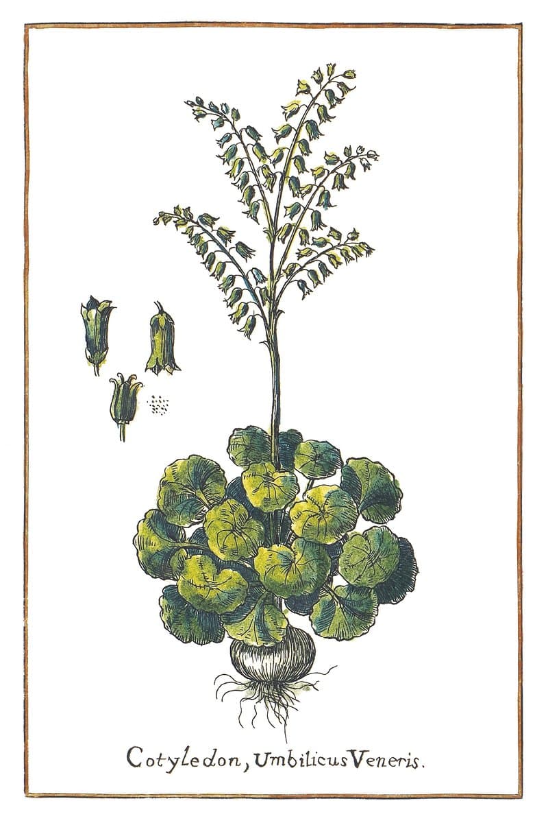 Umbilicus Veneris Runner