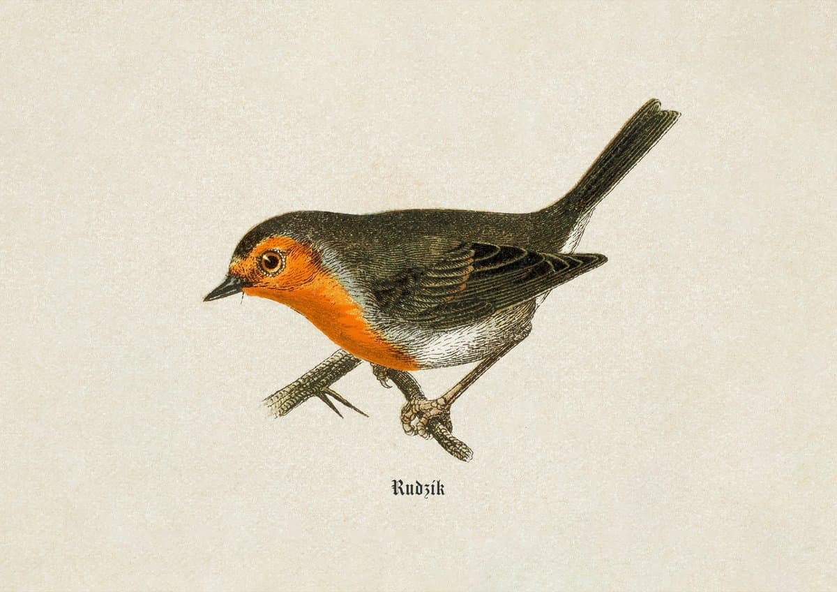 Rudzik (Rotkehlchen) — rycina botaniczna z Natur-Geschichte der Deutschen Vögel, 1891