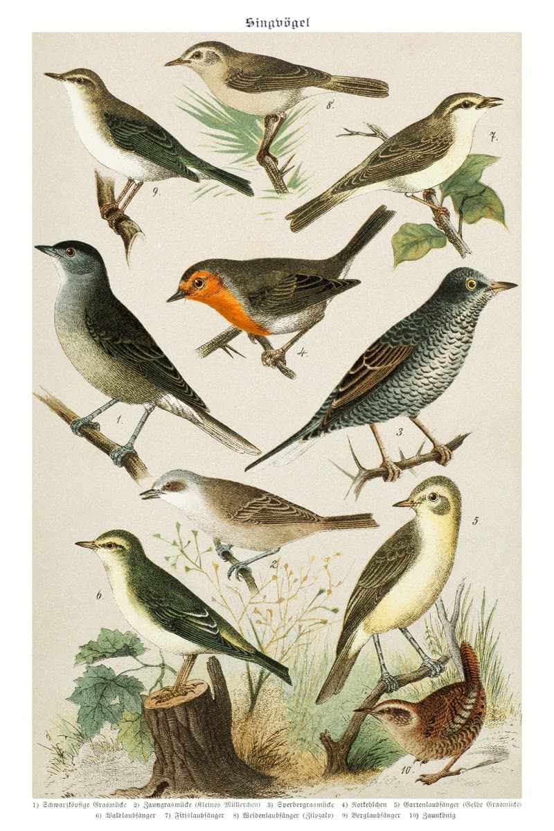 Robin and Garden Warbler