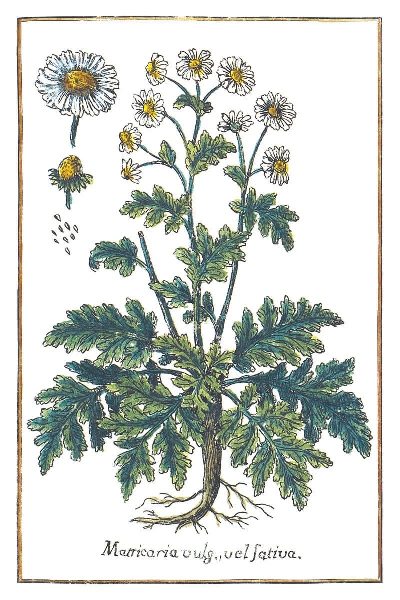 Rumianek (Matricaria Vulgaris, Vel Sativa) — rycina botaniczna z Historia Botanica Practica, 1744