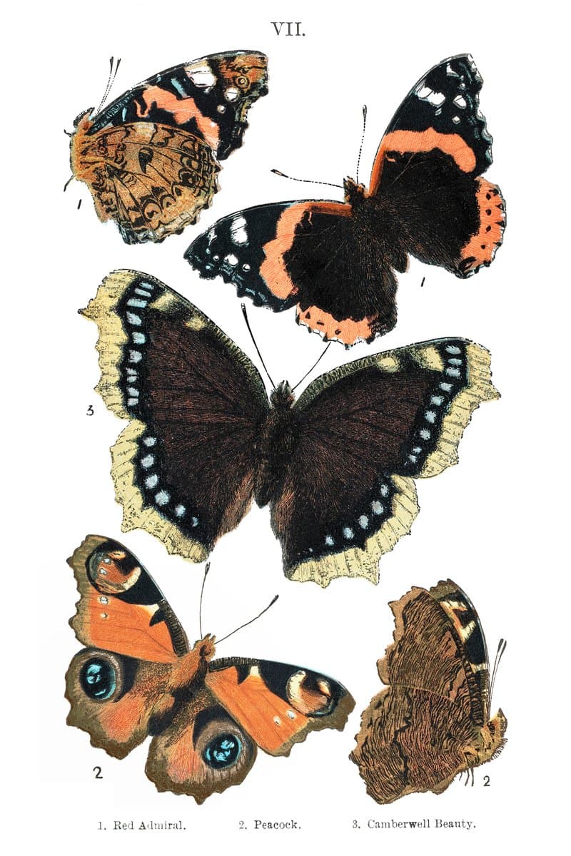 Peacock and Admiral Butterflies