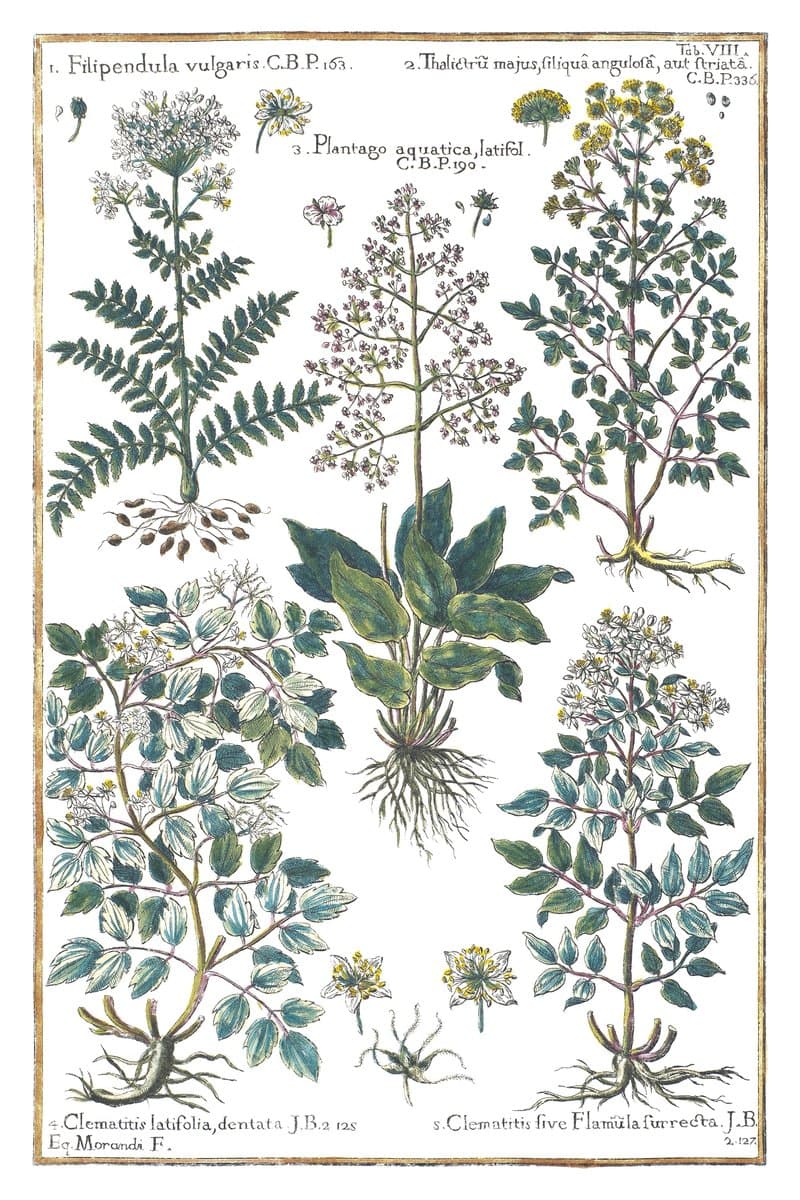 Meadow Rue and Clematis