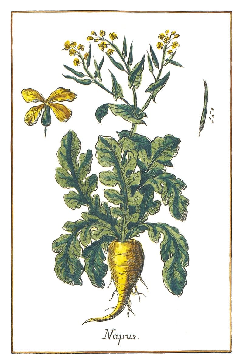 Rapeseed