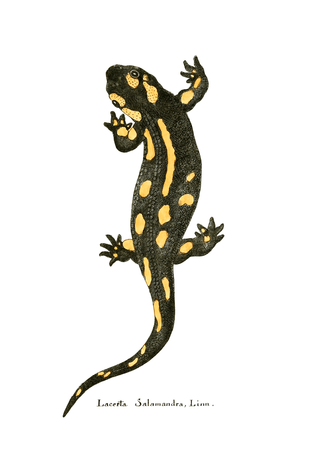 Spotted Salamander