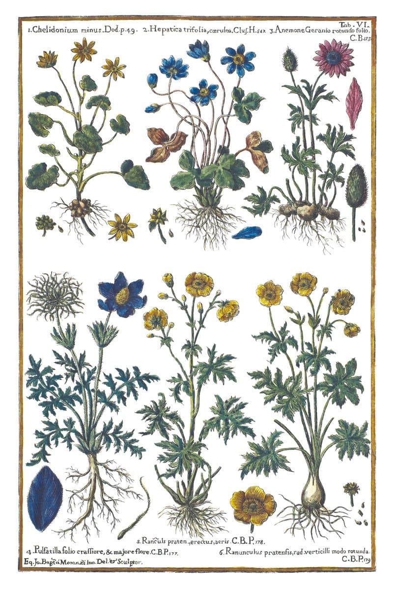 Pasque Flower and Liverwort