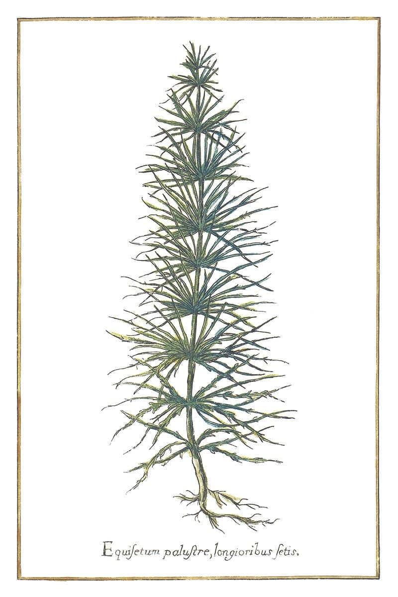 Marsh Horsetail