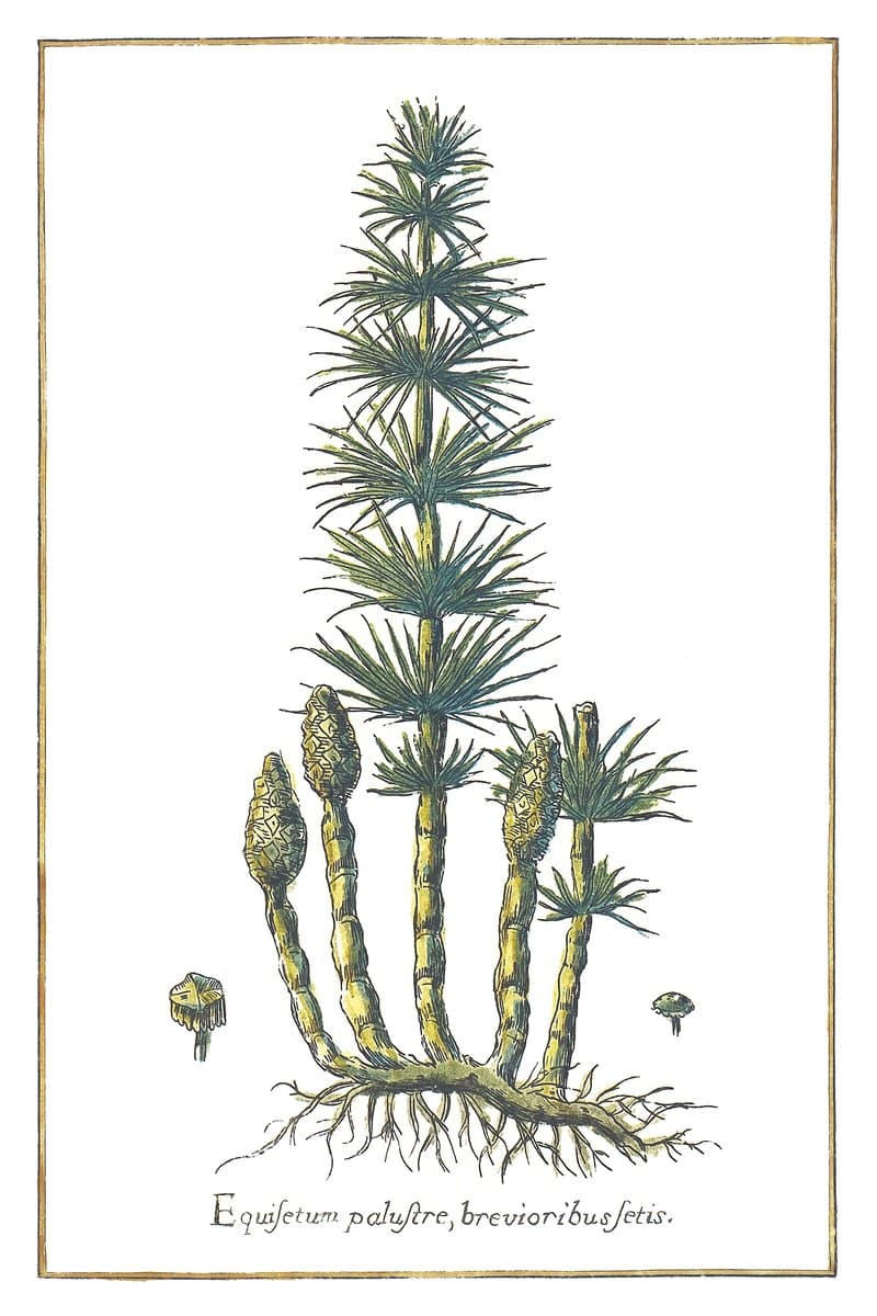 Field Horsetail