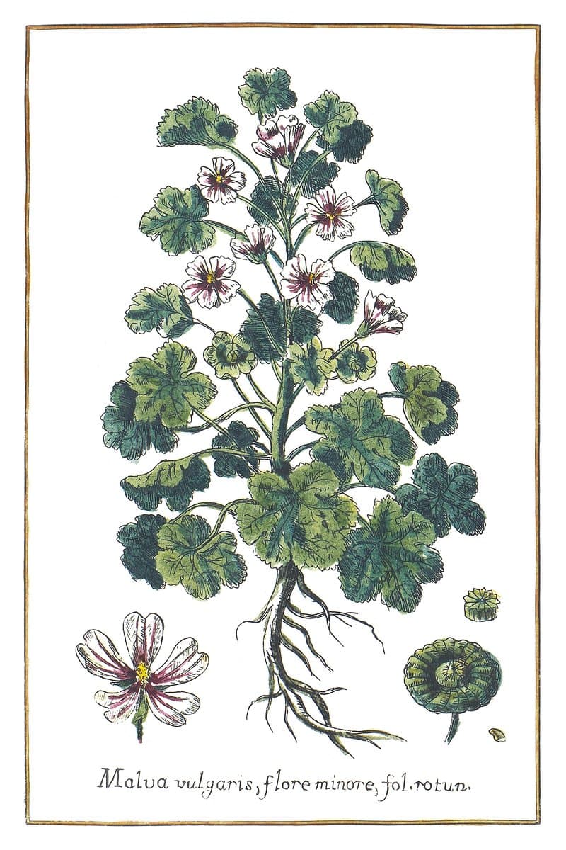 Mallow